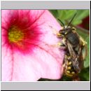 Anthidium manicatum - Grosse Wollbiene m18c 13mm Garten.jpg